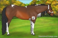 Horse Color:Bay Tobiano Rabicano 