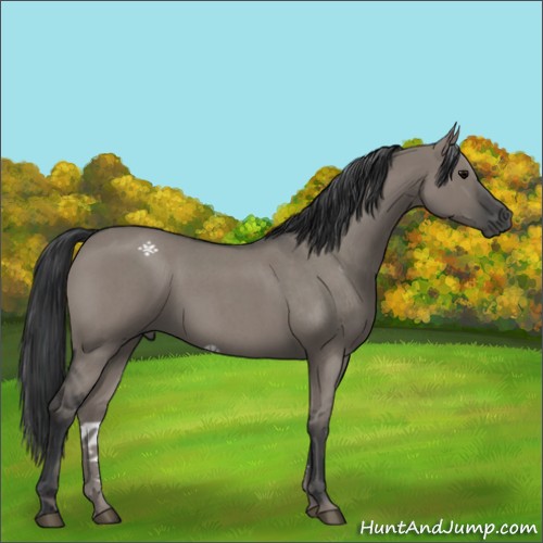 Horse Color:Grullo Roan 