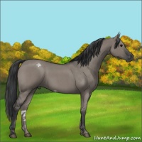 Horse Color:Grullo Roan