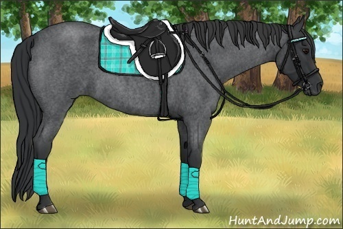 Horse Color:Blue Roan 
