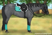 Horse Color:Blue Roan 