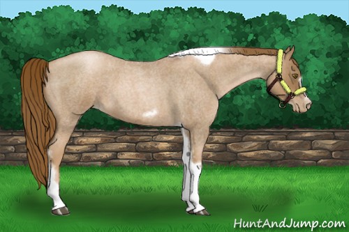 Horse Color:Liver Red Roan Pearl Tobiano Frame