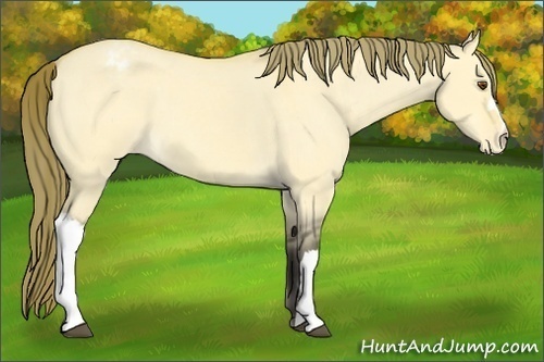 Horse Color:Buckskin Roan Dun Varnish