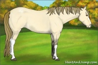 Horse Color:Buckskin Roan Dun Varnish