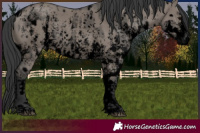 Horse Color:Void Grullo Sabino Splash  and Void Grullo Sabino Splash 