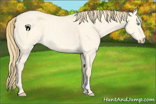 Horse Color:Perlino Dun
