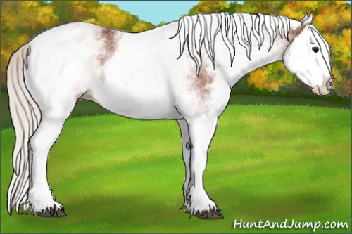 Horse Color:White Spotted Silver Bay Splash 