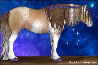 Horse Color:White Spotted Brown Pearl Sabino Rabicano