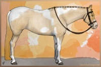 Horse Color:Red Roan Pearl Tobiano Frame