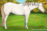 Horse Color:Gold Champagne Roan Pearl Dun Tobiano Frame
