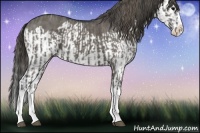 Horse Color:Grullo Sabino Splash  and Grullo Sabino Splash Varnish 