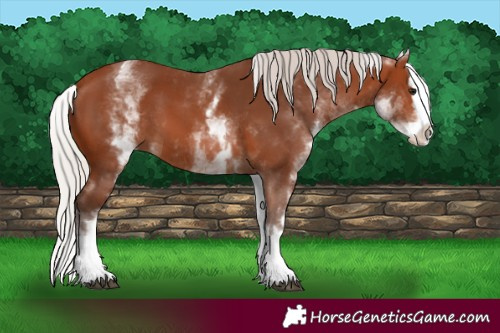 Horse Color:White Spotted Silver Brown Splash 