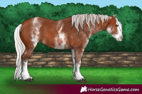 Horse Color:White Spotted Silver Brown Splash 