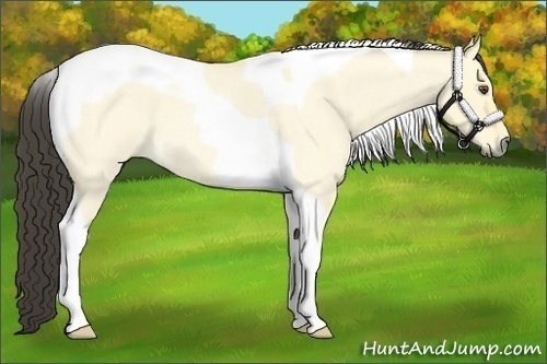 Horse Color:Buckskin Roan Dun Tobiano