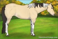 Horse Color:Buckskin Roan Dun Tobiano