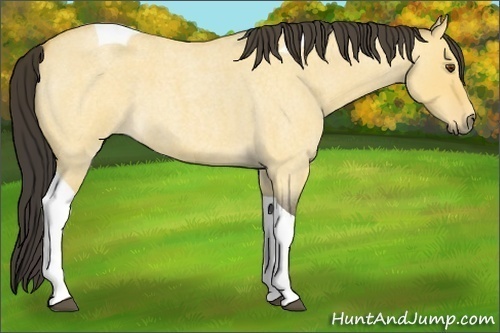 Horse Color:Buckskin Roan Dun Tobiano