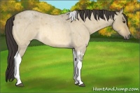 Horse Color:Buckskin Roan Dun Tobiano