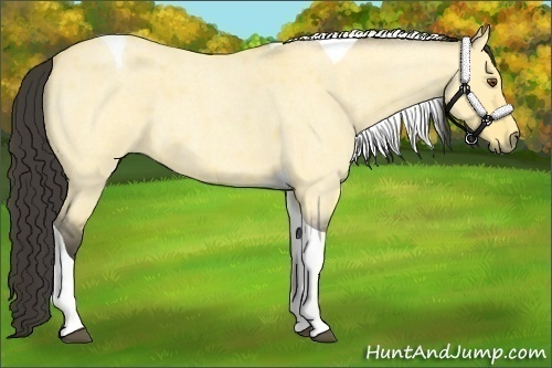 Horse Color:Buckskin Roan Dun Tobiano