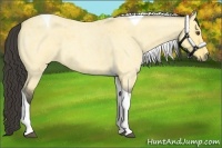 Horse Color:Buckskin Roan Dun Tobiano