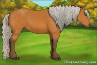 Horse Color:Silver Bay 