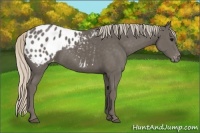Horse Color:Silver Black Appaloosa 