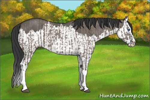 Horse Color:Grullo Sabino Splash and Grullo Sabino Splash