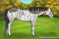 Horse Color:Grullo Sabino Splash  and Grullo Sabino Splash 