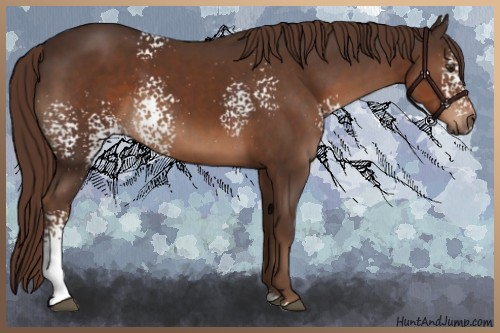 Horse Color:White Spotted Liver Chestnut Sabino 