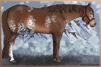 Horse Color:White Spotted Liver Chestnut Sabino