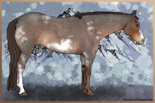 Horse Color:White Spotted Liver Red Roan Frame 