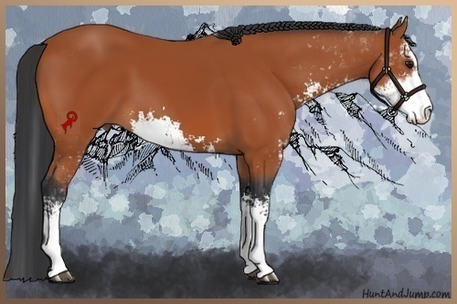 Horse Color:Bay Sabino 