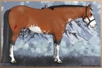 Horse Color:Bay Sabino 