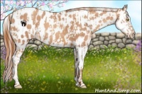 Horse Color:Gold Champagne Appaloosa  and Gold Champagne Splash Appaloosa 