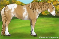 Horse Color:White Spotted Chestnut Appaloosa 