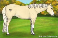 Horse Color:Palomino