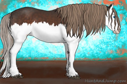 Horse Color:Liver Chestnut Splash