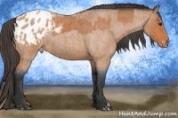 Horse Color:Bay Roan Blanket and Bay Roan Blanket