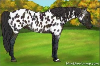 Horse Color:Midnight Brown Ice Appaloosa 