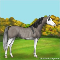 Horse Color:Grullo Splash Rabicano