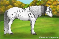 Horse Color:White Spotted Black Splash Tobiano Frame Appaloosa 