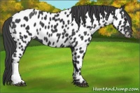 Horse Color:Black Appaloosa