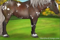 Horse Color:White Spotted Silver Brown