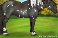 Horse Color:White Spotted Liver Chestnut 