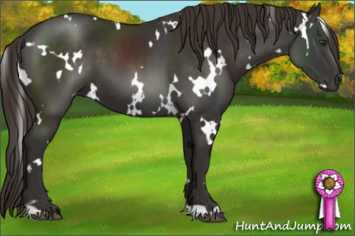 Horse Color:White Spotted Liver Chestnut 
