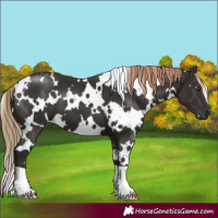Horse Color:White Spotted Liver Chestnut 