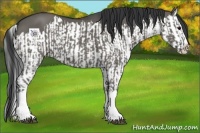 Horse Color:Grullo Sabino Splash  and Grullo Sabino Splash 