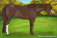 Horse Color:Gray Chestnut 