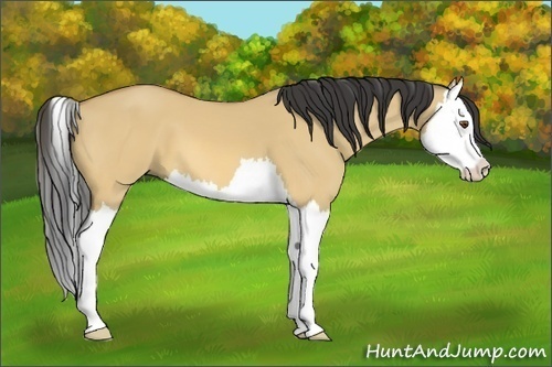 Horse Color:Buckskin Dun Splash