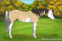 Horse Color:Buckskin Dun Splash 