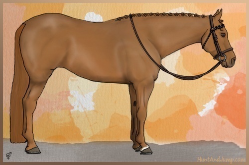 Horse Color:Chestnut 